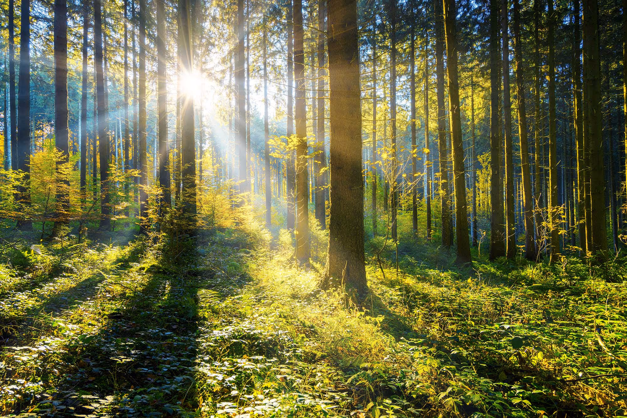 Sonnenstrahlen fallen durch hohe Bäume in einem grünen Wald mit dichtem Blätterdach.