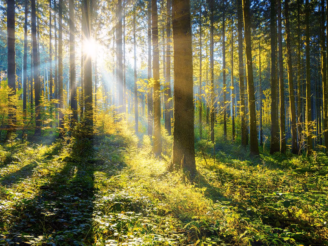 Sonnenstrahlen scheinen durch einen dichten Wald mit hohen Bäumen und grünem Blätterdach.
